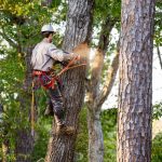När behöver du anlita en professionell arborist